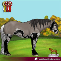 Horse Color:Smoky Grullo Splash