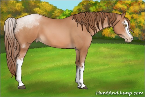 Horse Color:White Spotted Brown Pearl Sabino 