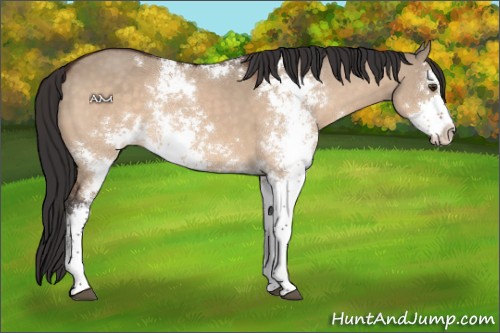 Horse Color:Brown Dun Sabino Appaloosa 