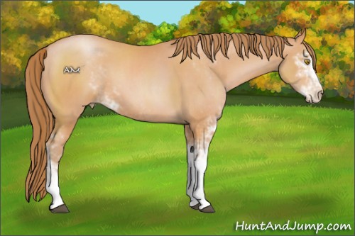 Horse Color:Bay Pearl Sabino 