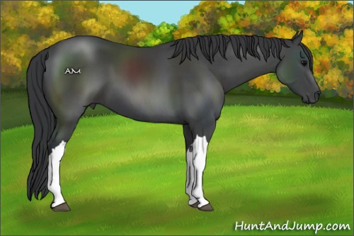 Horse Color:Black 