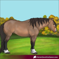 Horse Color:Brown Dun 