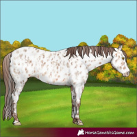 Horse Color:Amber Champagne Appaloosa and Amber Champagne Dun Appaloosa