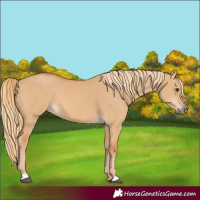 Horse Color:Red Dun 