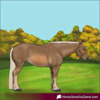 Horse Color:Chocolate Palomino 