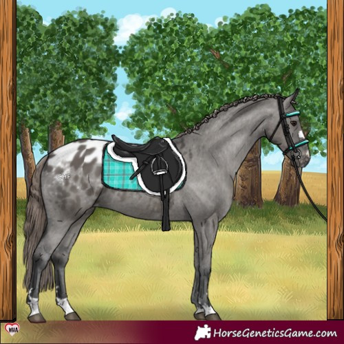 Horse Color:Grullo Appaloosa 