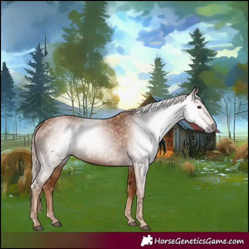 Horse Color:Gray Chestnut 