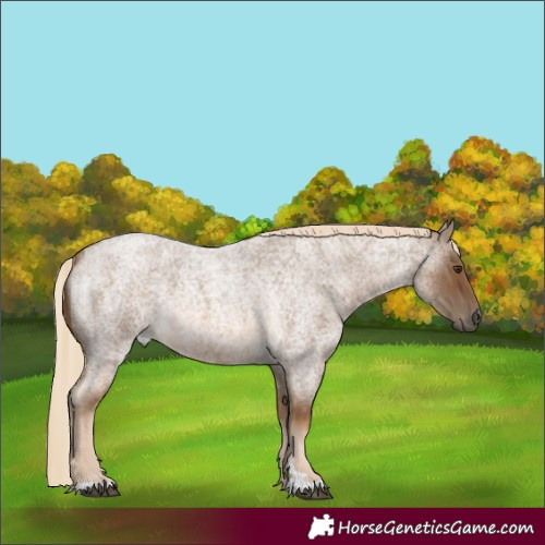 Horse Color:Chocolate Palomino Roan 