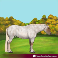 Horse Color:Chocolate Palomino Roan 