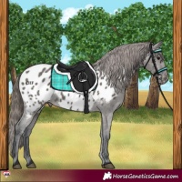 Horse Color:Grullo Appaloosa 