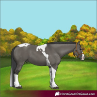 Horse Color:Grullo Splash Tobiano