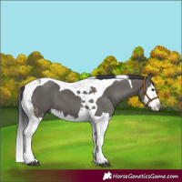 Horse Color:Grullo Splash Tobiano