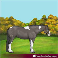 Horse Color:Grullo Splash Tobiano 