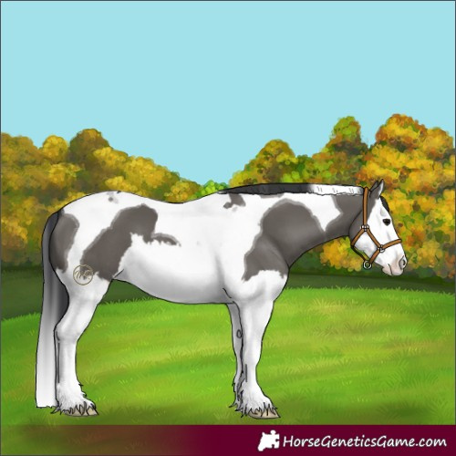 Horse Color:Grullo Splash Tobiano 