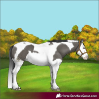 Horse Color:Grullo Splash Tobiano 