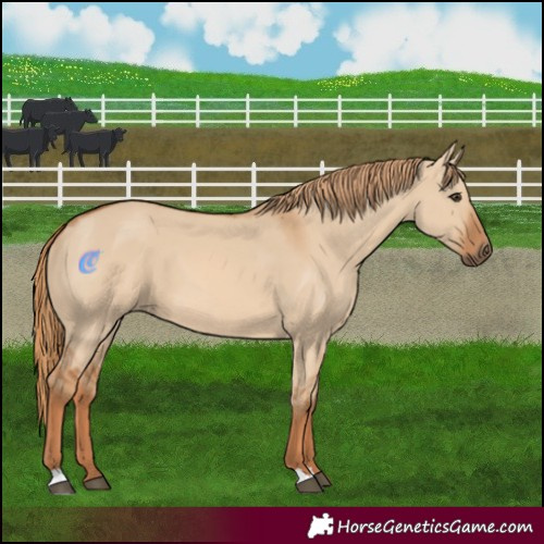 Horse Color:Red Dun 