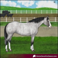 Horse Color:Grullo Roan Splash 