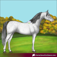 Horse Color:White Spotted Blue Roan Rabicano  and White Spotted Blue Roan Rabicano 