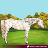 Horse Color:Red Dun Near Leopard