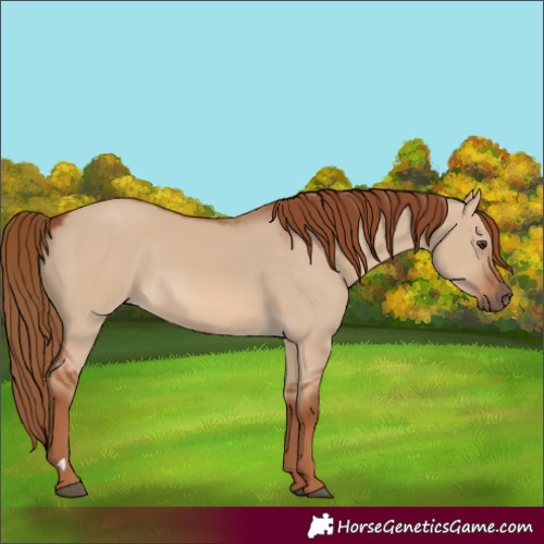 Horse Color:Red Dun 