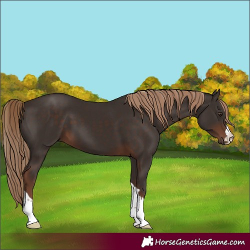 Horse Color:Liver Chestnut 