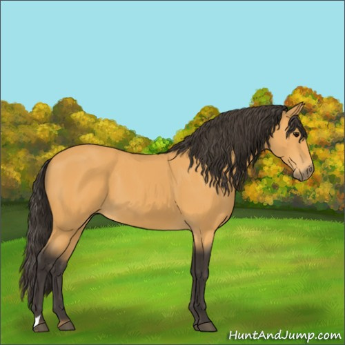 Horse Color:Buckskin 