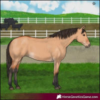 Horse Color:Bay Dun 