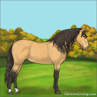 Horse Color:Buckskin