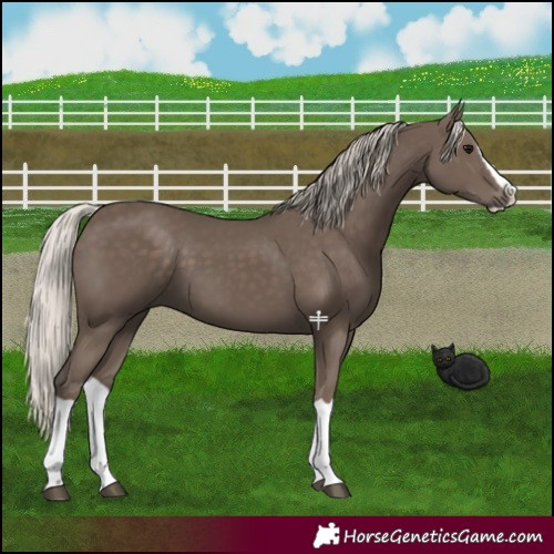 Horse Color:Silver Black Splash 