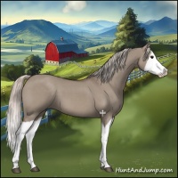 Horse Color:Silver Grullo Splash 