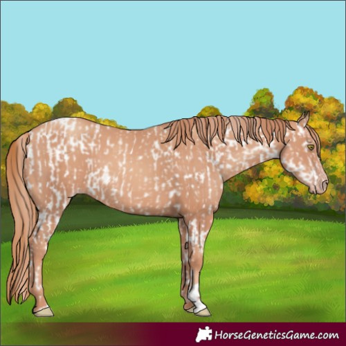 Horse Color:Gold Champagne Appaloosa  and Gold Champagne 