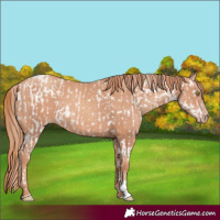 Horse Color:Gold Champagne Appaloosa  and Gold Champagne 
