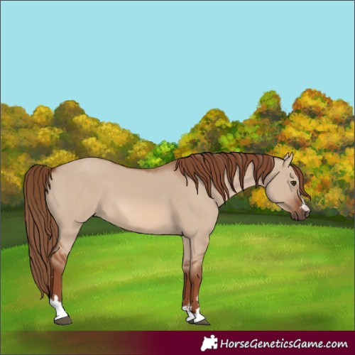 Horse Color:Red Dun 