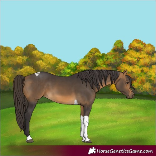 Horse Color:Buckskin Tobiano 