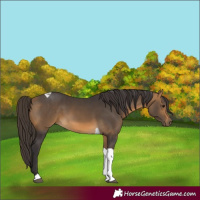 Horse Color:Buckskin Tobiano 