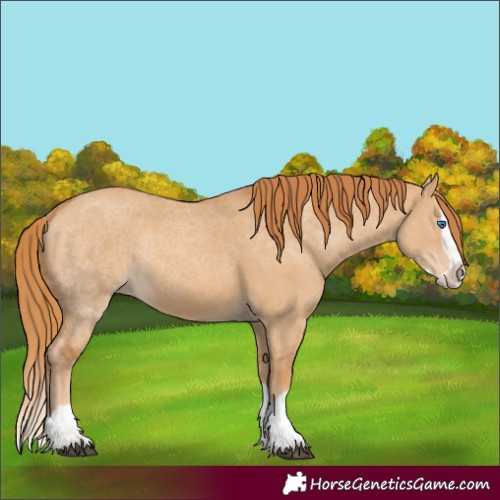 Horse Color:Red Dun Splash