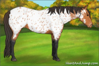 Horse Color:Bay Appaloosa