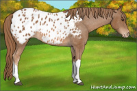 Horse Color:Chestnut Appaloosa 
