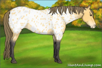 Horse Color:Buckskin Appaloosa 