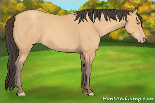 Horse Color:Amber Champagne 