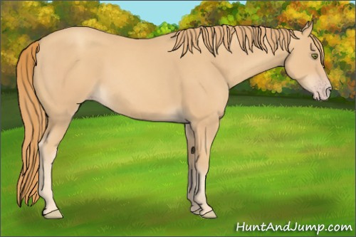 Horse Color:Gold Champagne