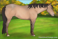 Horse Color:Amber Champagne 
