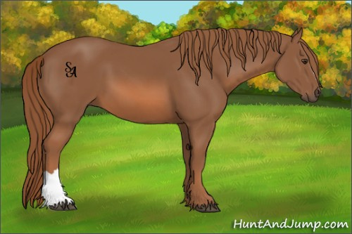 Horse Color:Chestnut 