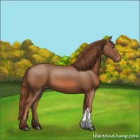 Horse Color:Chestnut Appaloosa 