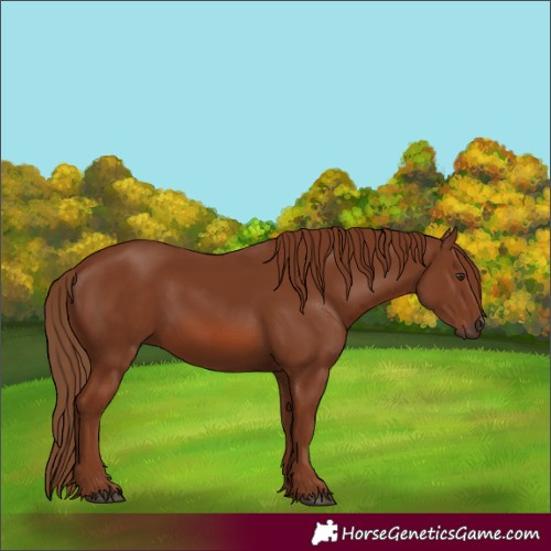 Horse Color:Chestnut 
