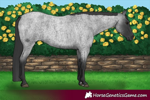Horse Color:Blue Roan 