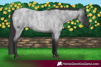 Horse Color:Blue Roan 