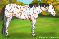 Horse Color:Bay Appaloosa