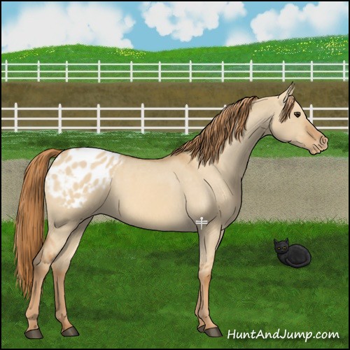 Horse Color:Red Dun Blanket 