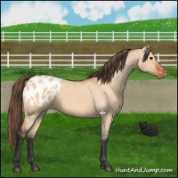 Horse Color:Bay Dun Appaloosa 